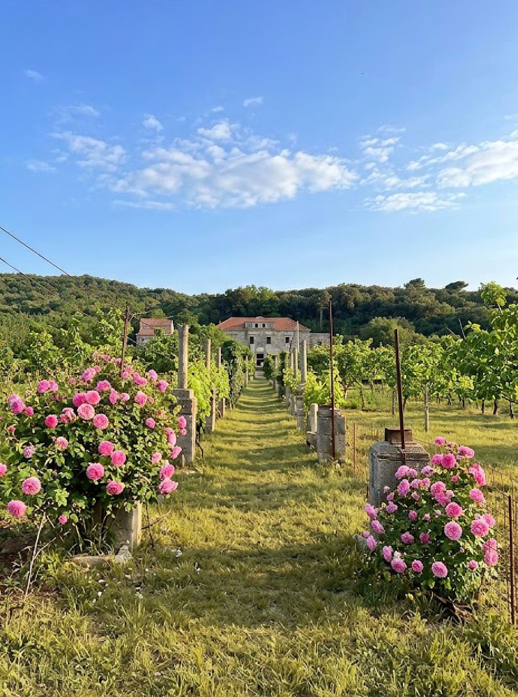 Vrtovi ruža – uzgoj sorte Centifolia