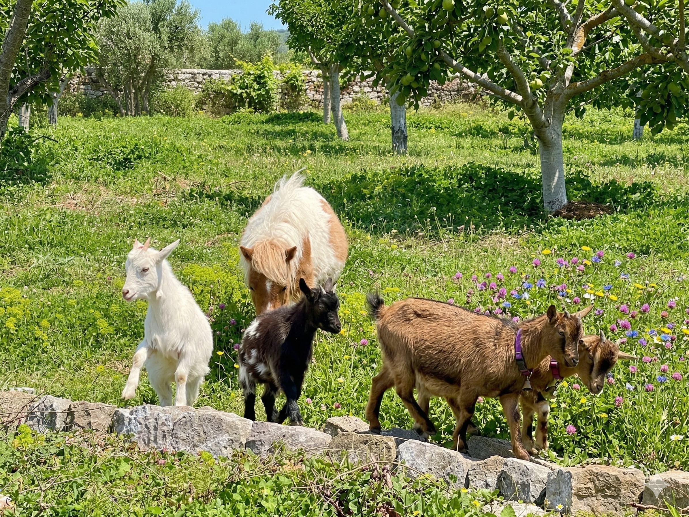 Mini zoo – životinje
